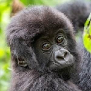 Kwita Izina 19: Le Rwanda fête la préservation de la nature et attire les foules