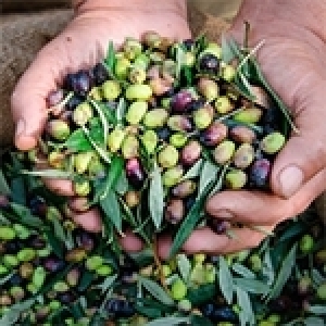 La culture de l’olivier en Tunisie: De grands défis à relever