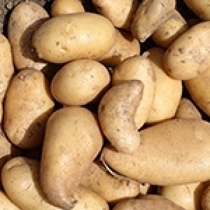 La pomme de terre en Tunisie: d’un produit marginal à un pilier stratégique (Album photos)