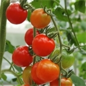La tomate cerise: Un magnifique petit fruit au grand potentiel en Tunisie