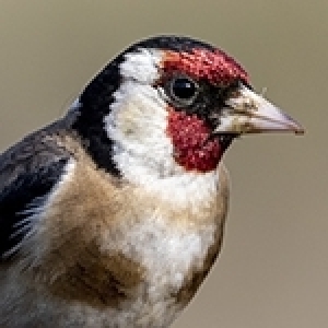 Tunisie: Ces merveilleux oiseaux à observer... à protéger