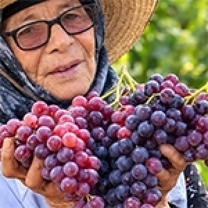 Tunisie: Vendanges sous un soleil de plomb (Album photos)