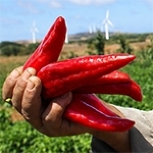 Piment rouge: Le feu qui fait vivre la terre tunisienne (Album photos)