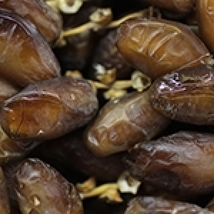 Les dattes tunisiennes: un fruit délicieux et nutritif, des sous-produits à mieux valoriser (Album photos)