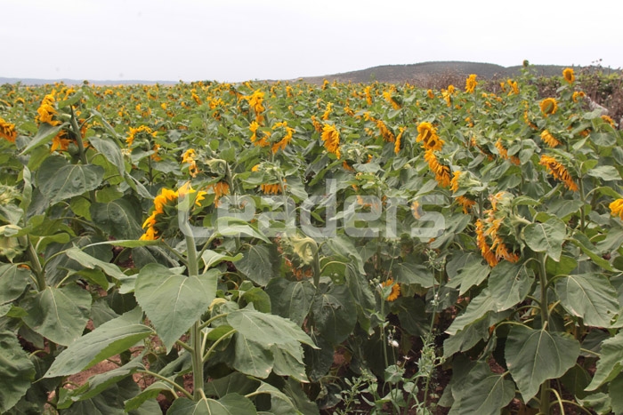 Graines de Tournesol pour Oiseaux Plein Champ