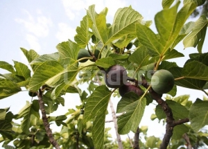 Arbre magique Tunisie Nabeul - Fabrication des arbres magique personnalisés  pour voiture avec divers parfums par Arbre magique Tunisie Nabeul CHOKRI  BEN GABSIA Creations VCO