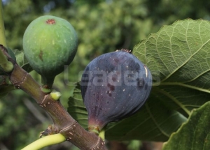 Arbre magique Tunisie Nabeul - Fabrication des arbres magique personnalisés  pour voiture avec divers parfums par Arbre magique Tunisie Nabeul CHOKRI  BEN GABSIA Creations VCO