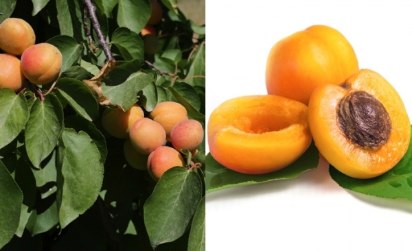 L’abricotier: Des fruits succulents et un potentiel important