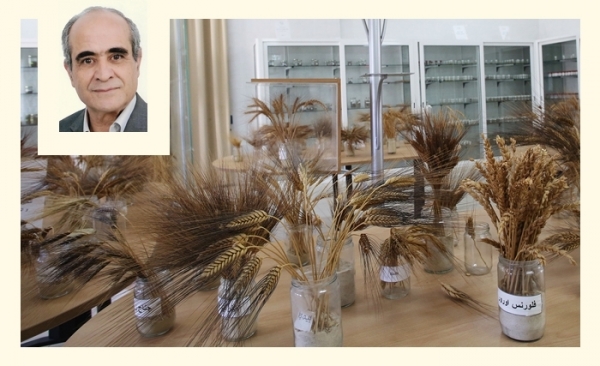 Séquençage des blés tunisiens Mahmoudi et Chili: un pas de plus vers la souveraineté alimentaire