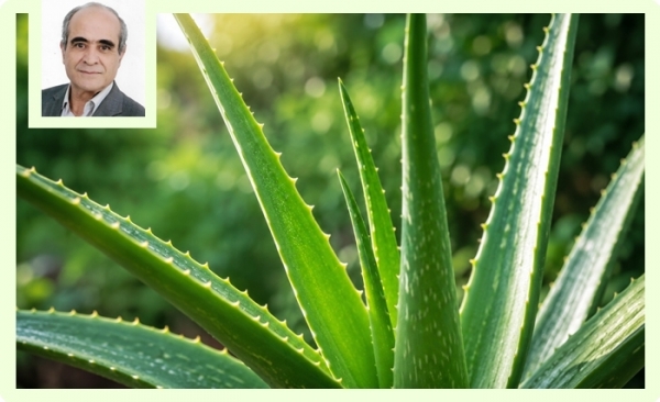 L'aloe vera: Entre santé, cosmétiques, bien-être et innovations