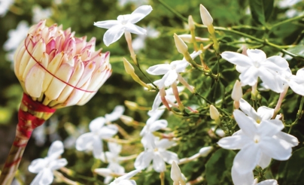 Le jasmin: La fleur emblématique de la Tunisie aux multiples vertus cosmétiques