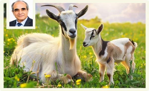 La chèvre tunisienne: un animal remarquable et un réel atout face à la crise climatique 