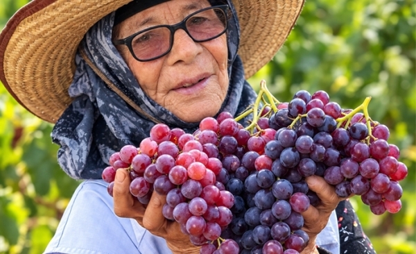 Tunisie: Vendanges sous un soleil de plomb (Album photos)