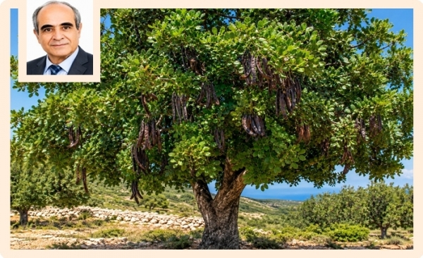 Le caroubier: Un arbre ancien à l’avenir prometteur