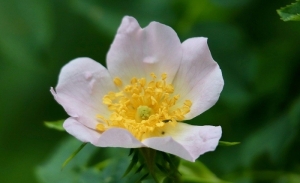 L’églantine: Une petite rose, beaucoup de bienfaits et une véritable richesse pour la région de Zaghouan