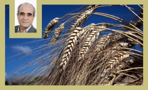 Ridha Bergaoui: Le blé, un aliment essentiel et un héritage humain (Album photos)