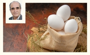 L’œuf de poule: un très ancien aliment devenu indispensable