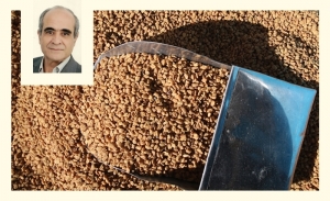 Le fenugrec ou helba: Une graine ancestrale aux vertus multiples