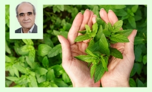 La menthe verte: Fraîcheur, traditions et art de vivre