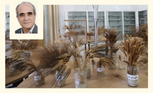 Séquençage des blés tunisiens Mahmoudi et Chili: un pas de plus vers la souveraineté alimentaire