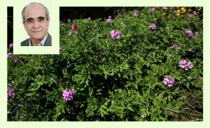 Le géranium rosat: Un parfum de rose et une filière d’avenir en Tunisie