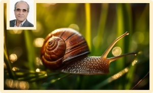L’escargot tunisien: Entre tradition vivante et filière marginalisée