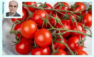 La tomate cerise: Un magnifique petit fruit au grand potentiel en Tunisie