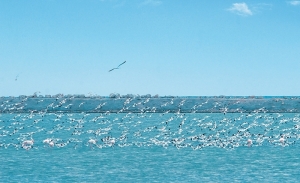 Tunisie: les îles Kneïes, refuge naturel des oiseaux migrateurs hivernants