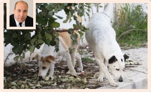 Chiens errants : concilier sécurité publique et bien-être animal