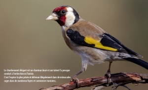 Tunisie: Ces merveilleux oiseaux à observer... à protéger
