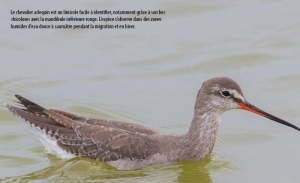 Où voir les oiseaux en Tunisie ?