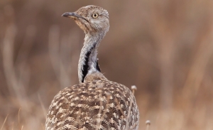Comment mettre fin au braconnage et à la détention illégale des oiseaux 