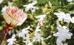 Le jasmin: La fleur emblématique de la Tunisie aux multiples vertus cosmétiques